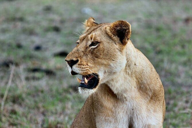 3 Days Masai Mara Group Budget safari in 4x4 Jeep Daily Tour - Additional Costs and Extras