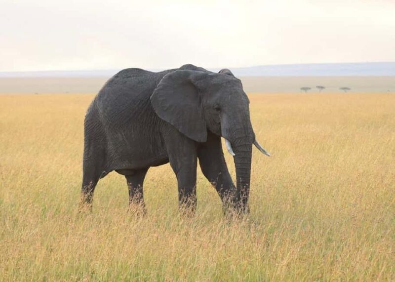 3 Days Masai mara Group joing tour - Key Points