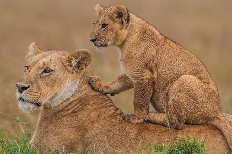 3 Days Masai mara Group joing tour - A Closer Look at the 3-Day Maasai Mara Safari