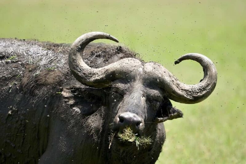 3 Days Masai mara Group joing tour - The Transport and Group Dynamics