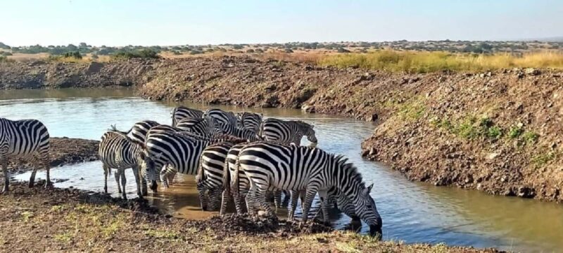 3 Days Masai mara Group joing tour - Overall Value and Suitability