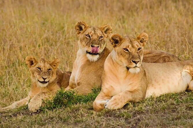 3 Days Masai Mara Group Joining Safari - Key Points