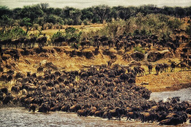 3 Days Masai Mara Group Joining Safari - The Basics of the Tour