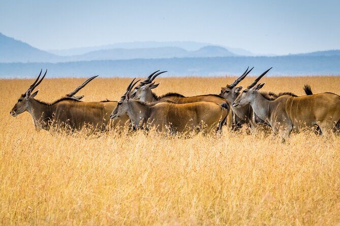 3 Days Masai Mara Group Joining Safari - Final Thoughts