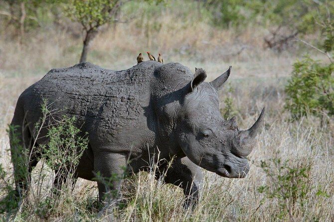 3 Days Masai Mara Joining Tour - Key Points