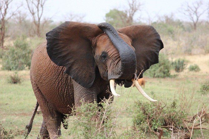 3 Days Masai Mara Joining Tour - What You Can Expect on This 3-Day Maasai Mara Safari