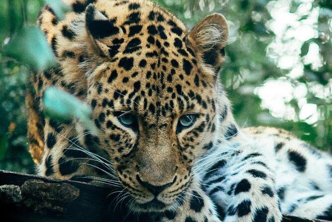 3 Days Masai Mara Joining Tour - The Sum Up