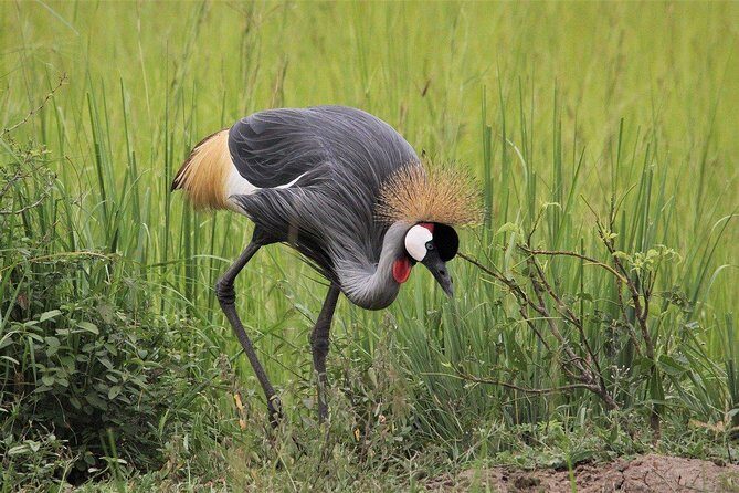 3 Days Masai Mara Joining Tour - FAQ
