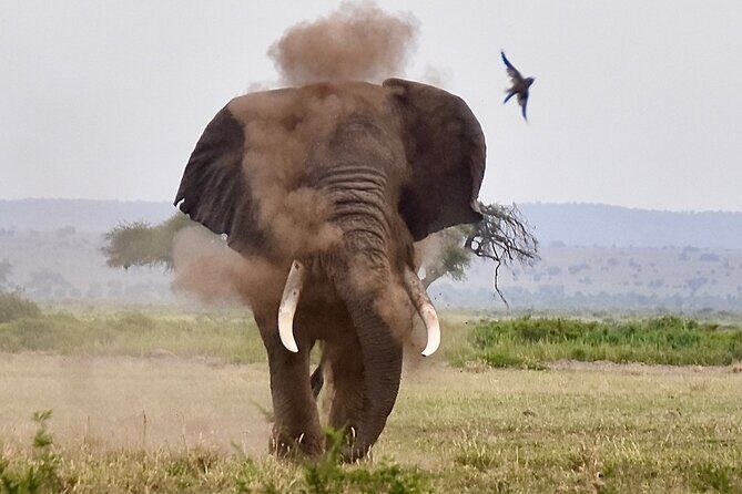 3 Days Masai Mara Luxury Safari - An In-Depth Look at the 3-Day Masai Mara Safari