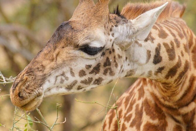 3 Days Masai Mara National Reserve Safari - An In-Depth Look at the 3-Day Masai Mara Safari Experience