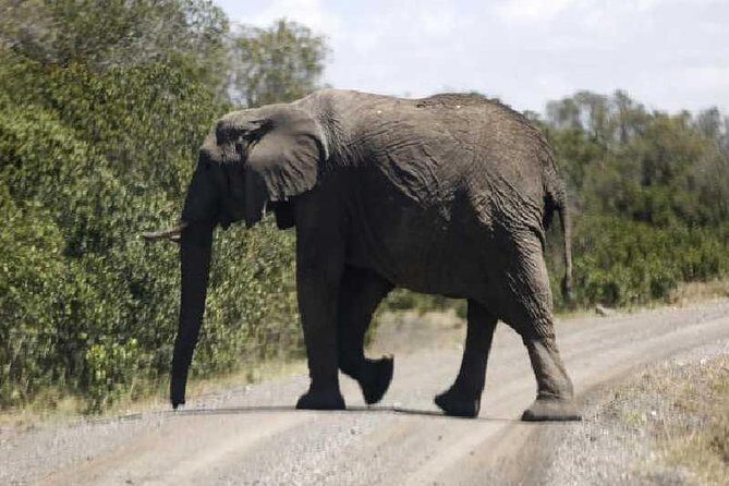 3 Days Masai Mara Private Safari at Sopa Lodge from Nairobi - An In-Depth Look at the Safari Experience