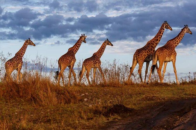 3 days Masai Mara private safari in AA lodge - Exploring the 3-Day Maasai Mara Private Safari in AA Lodge: A Practical Review