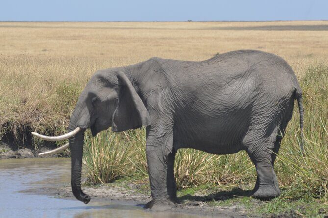 3-Days Masai Mara Rhythms Safari - Key Points