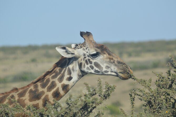 3-Days Masai Mara Rhythms Safari - The Itinerary in Detail: What You Can Expect