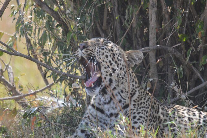 3-Days Masai Mara Rhythms Safari - FAQ