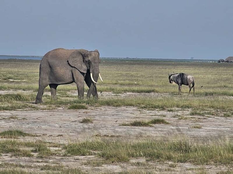 3 days masai mara safari - Key Points