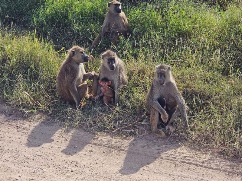 3 days masai mara safari - Final Thoughts: Who Is This Safari Perfect For?