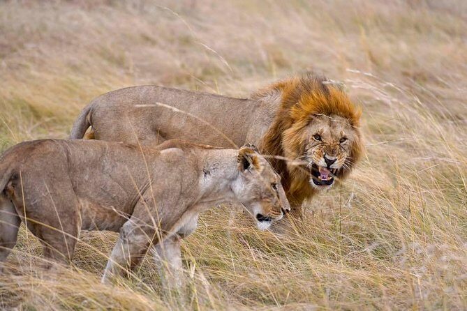 3 Days Masai Mara Safari - FAQ: Your Practical Questions Answered