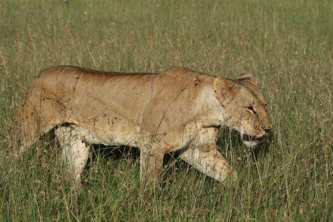 3 days masai mara safari from Nairobi - Key Points