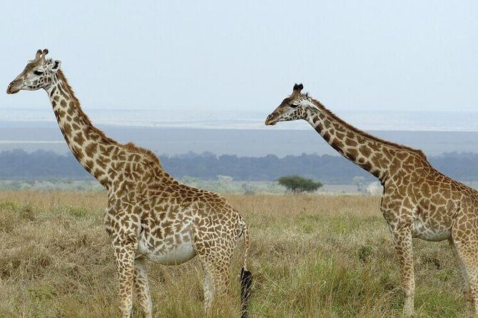 3 days masai mara safari from Nairobi - Why Travelers Love This Experience