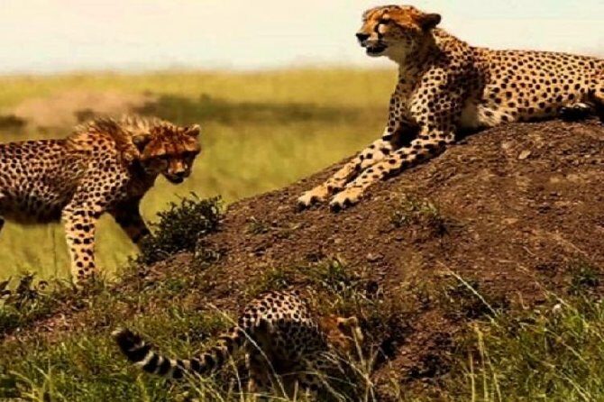 3 days masai mara safari from Nairobi - Who Should Consider This Tour?