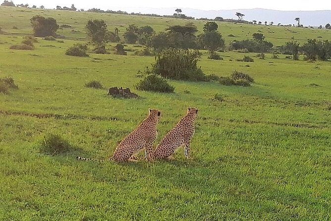 3 Days Masai Mara Safari Group Joining (Daily Departures) - The Sum Up