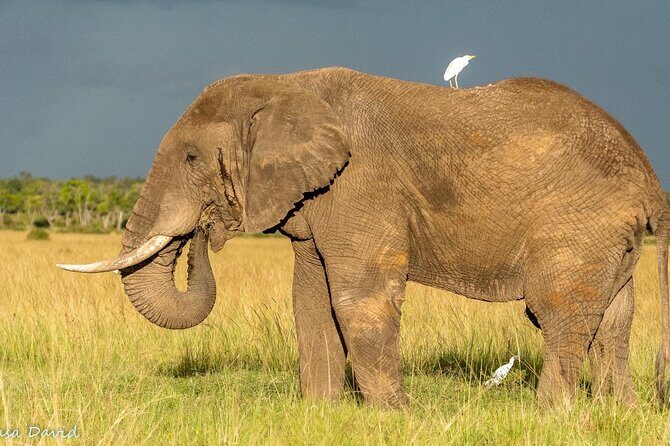 3 Days Masai Mara Tented Camp & Transport 4 x 4 Jeep - Key Points