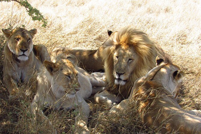3 Days Masai Mara Tented Camp & Transport 4 x 4 Jeep - Authentic Encounters and Expert Guides