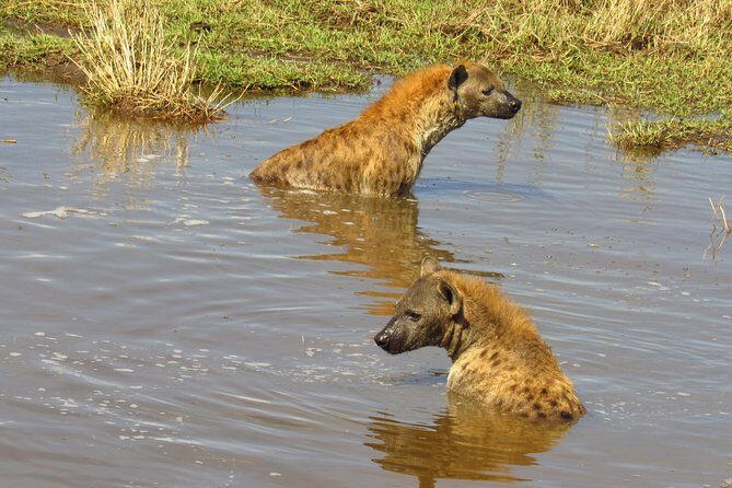 3 Days Masai Mara Tented Camp & Transport 4 x 4 Jeep - Practical Tips for Travelers