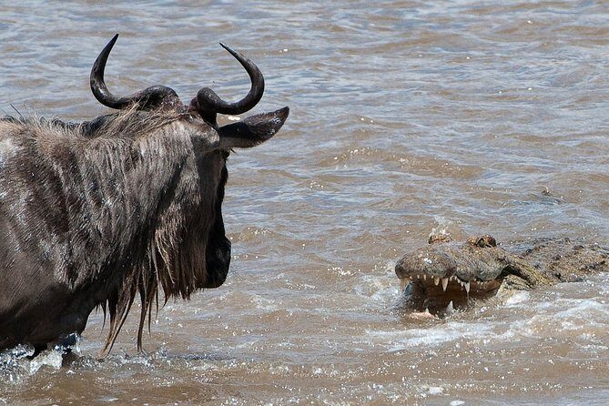 3 Days Masai Mara Wildebeest migration Budget safari - Introduction to the Masai Mara Budget Safari