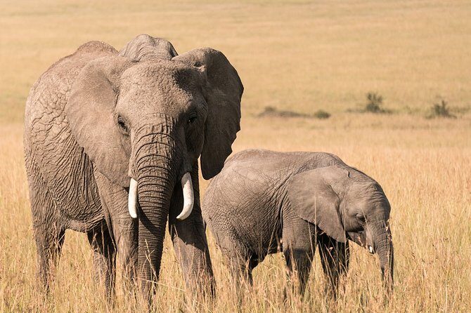 3 Days Masai Mara Wildebeest migration Budget safari - Authentic Experiences from Reviewer Insights