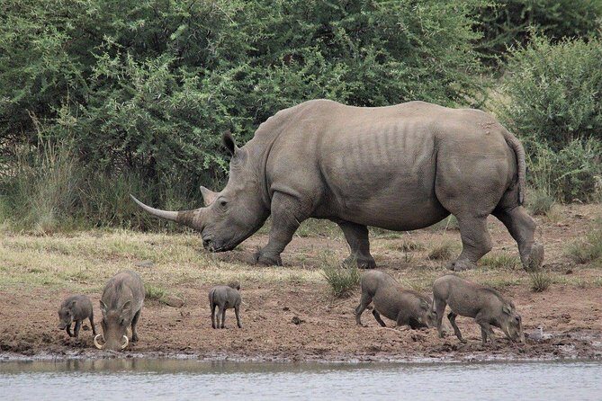 3 Days Masai Mara Wildlife private safari - Mid range budget - What Makes This Tour Stand Out?