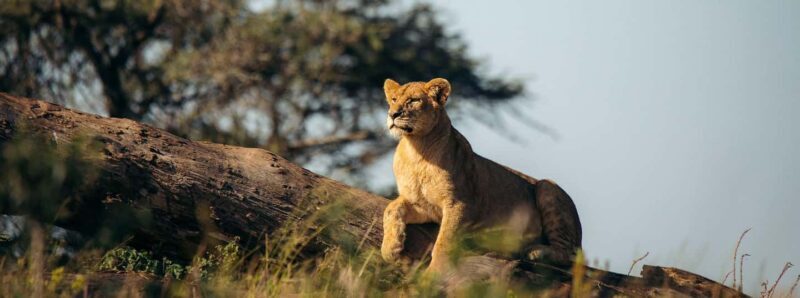3 Days Migration Trip in Serengeti and Ngorongoro - Overview of the 3 Days Migration Trip in Serengeti and Ngorongoro