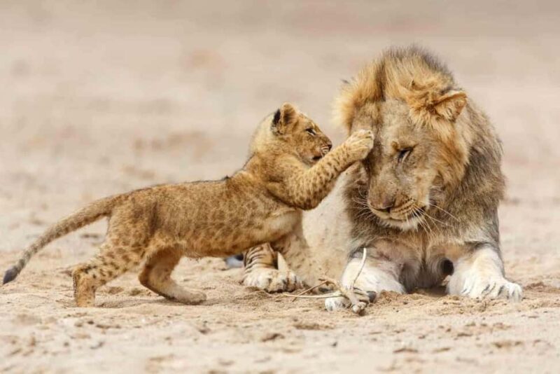 3 Days Migration Trip in Serengeti and Ngorongoro - Key Points