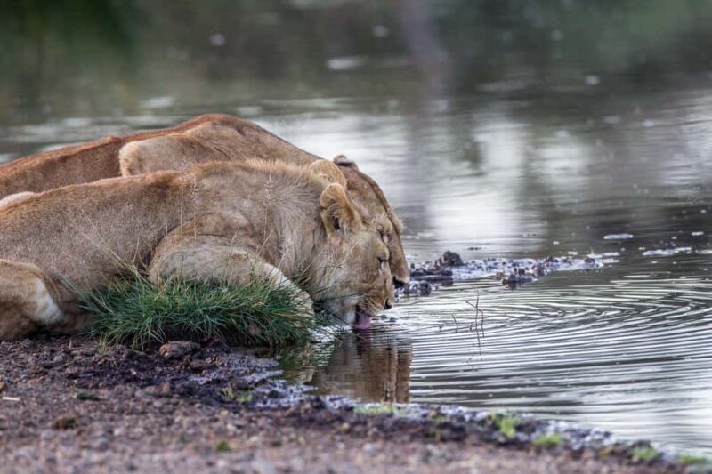 3 Days Migration Trip in Serengeti and Ngorongoro - Final Thoughts