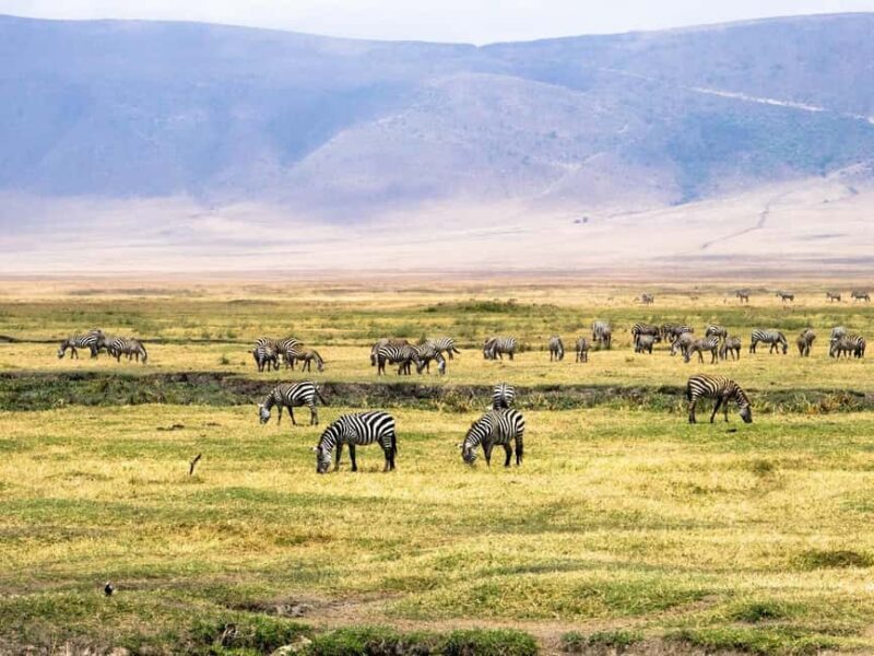 3 Days Migration Trip in Serengeti and Ngorongoro - Final Verdict