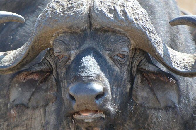 3 Days Mikumi National Park From Zanzibar or Dar es salaam - Key Points