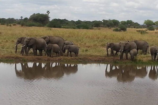3 Days Mikumi National Park From Zanzibar or Dar es salaam - The Experience: A Well-Structured Safari in Mikumi
