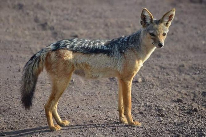 3 Days Mikumi National Park From Zanzibar or Dar es salaam - The Value for Money