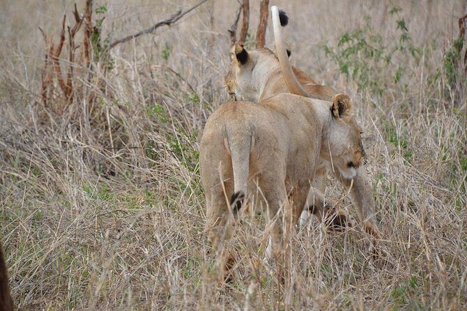 3 Days Mikumi National Park From Zanzibar or Dar es salaam - Who Should Consider This Tour?