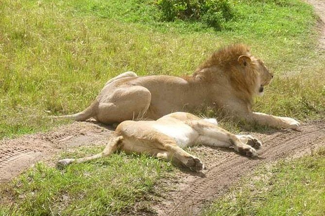 3 Days Mikumi National Park From Zanzibar or Dar es salaam - The Sum Up