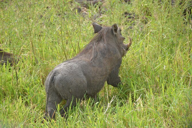 3 Days Mikumi National Park Private Tour - Insider Tips Based on Reviews