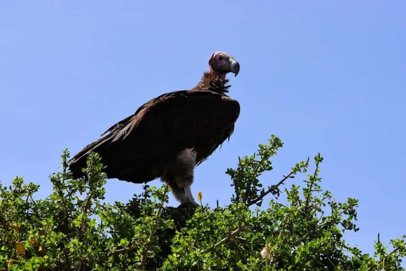 3 Days Mikumi National Park & Udzungwa Mountains NP - Key Points  