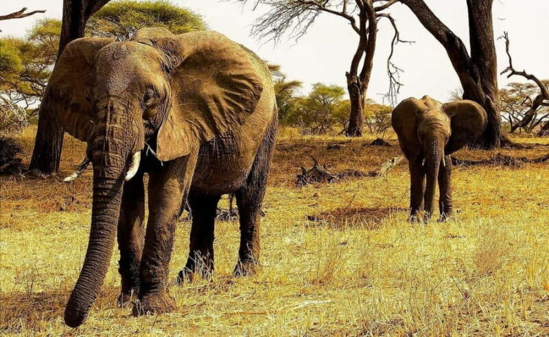 3 Days Mikumi National Park & Udzungwa Mountains NP - Practical Details & What to Expect