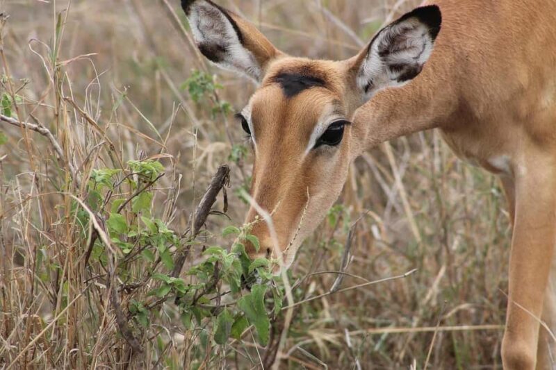 3 Days Mikumi National Park & Udzungwa Mountains NP - Why This Tour Is Worth Considering