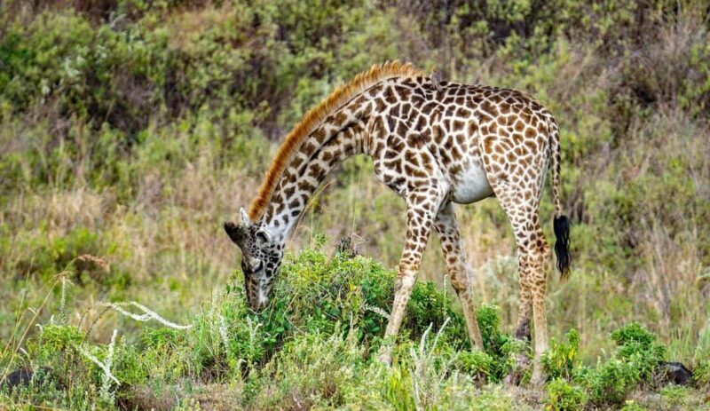 3 Days Mikumi National Park & Udzungwa Mountains NP - The Sum Up