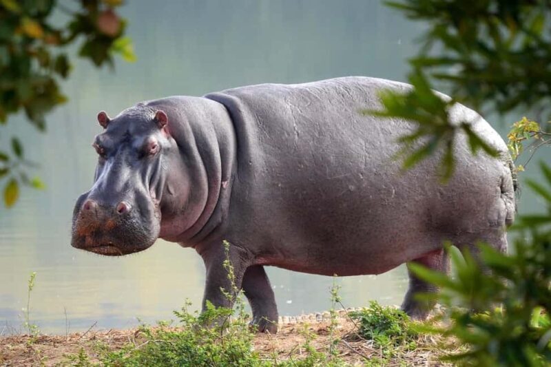 3 Days Mikumi Wildlife safari & Cultural Tour From Zanzibar - What’s Included & What’s Not
