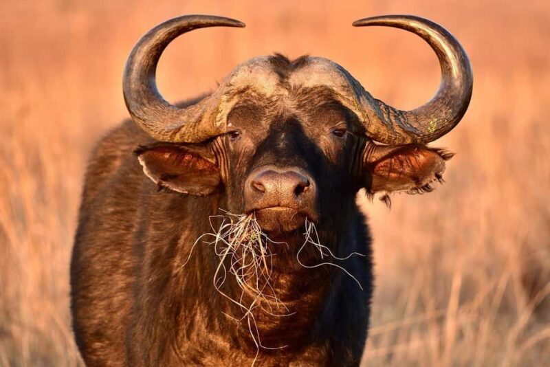 3 Days Mikumi Wildlife safari & Cultural Tour From Zanzibar - Practical Tips for the Trip