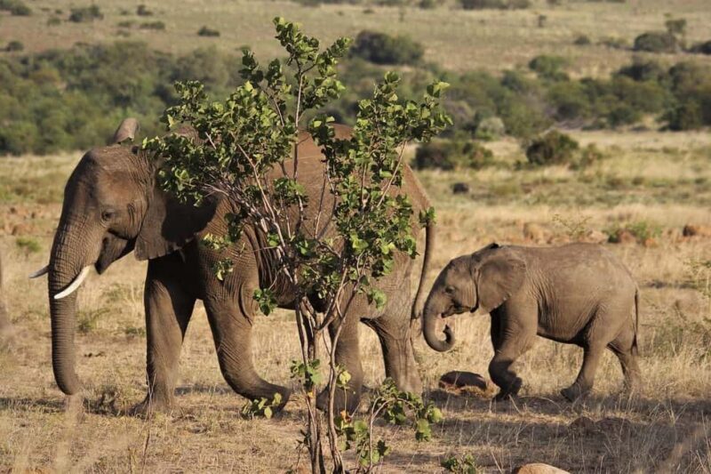 3 Days Mikumi Wildlife safari & Cultural Tour From Zanzibar - The Sum Up
