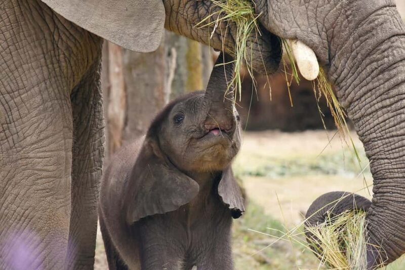 3 Days Mikumi Wildlife safari & Cultural Tour From Zanzibar - FAQ